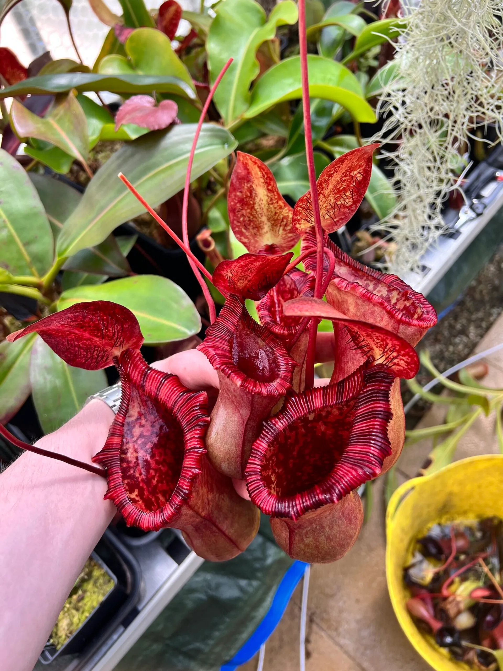 Nepenthes lowii x ventricosa (aka N. × briggsiana) | Tom's Carnivores
